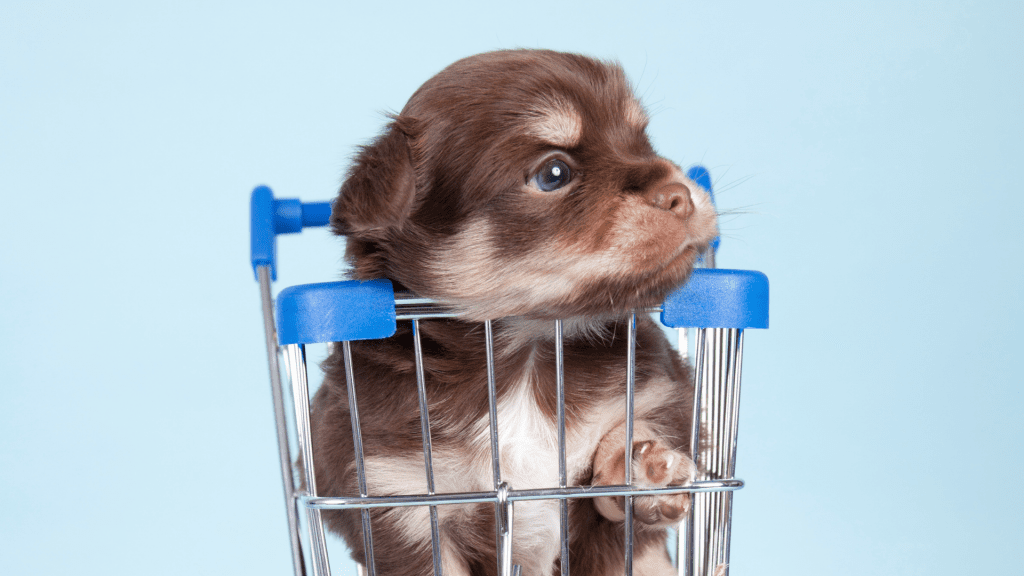 chihuahua pups cost