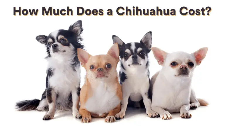 How Much Does a Chihuahua Cost?