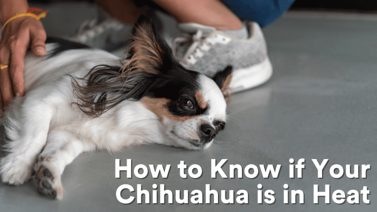 How to Know if Your Chihuahua is in Heat