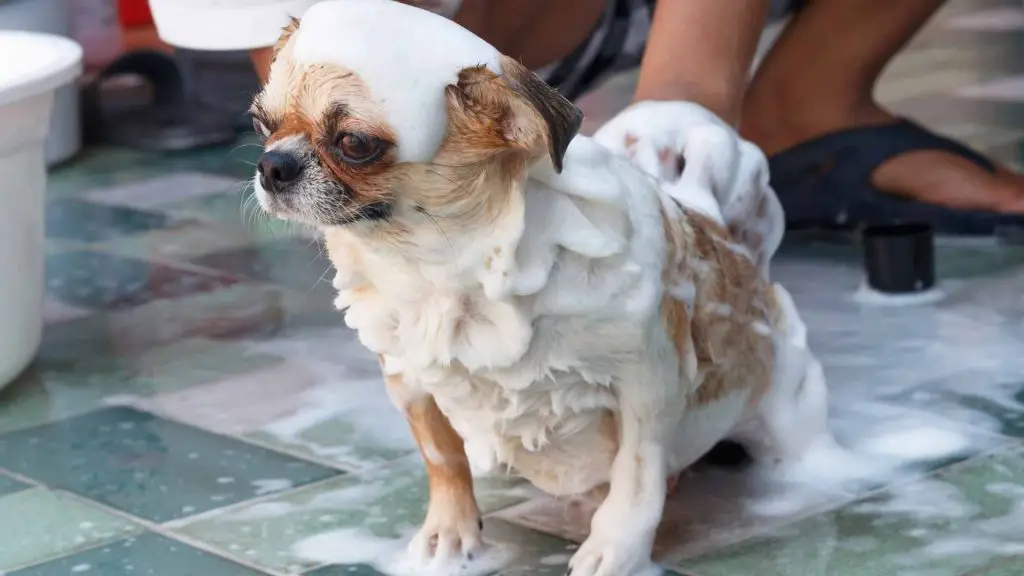 chihuahua bathing