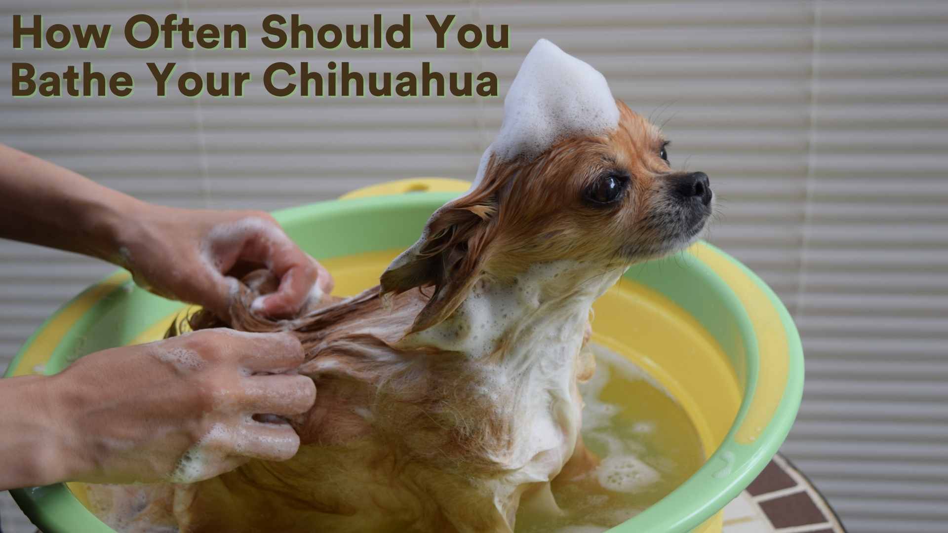 How Often Should you bath your chihuahua