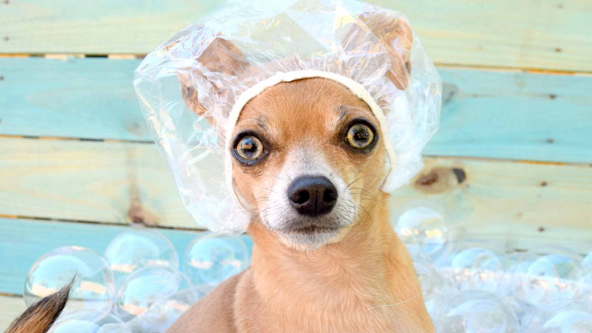 How Often Should You Bathe Your Chihuahua? Things To Know! AtractivoPets
