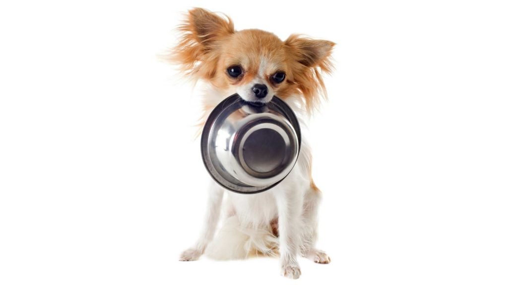 choosing the right food for your chihuahua