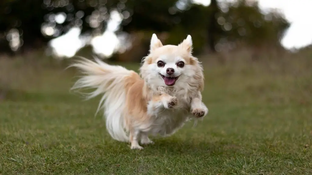 chihuahua playing outdoors