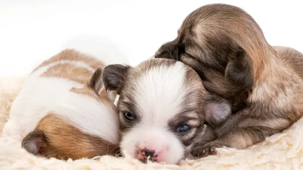 chihuahua pups burrowing