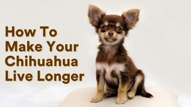 How To Make Your Chihuahua Live Longer