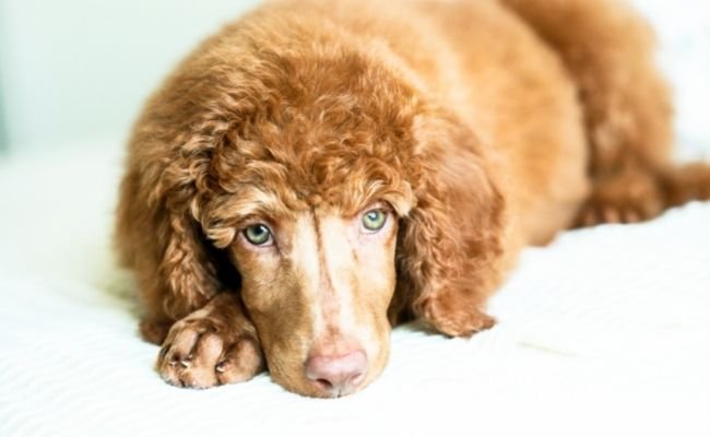 Standard poodle size