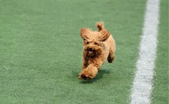 Poodle dog competitions: