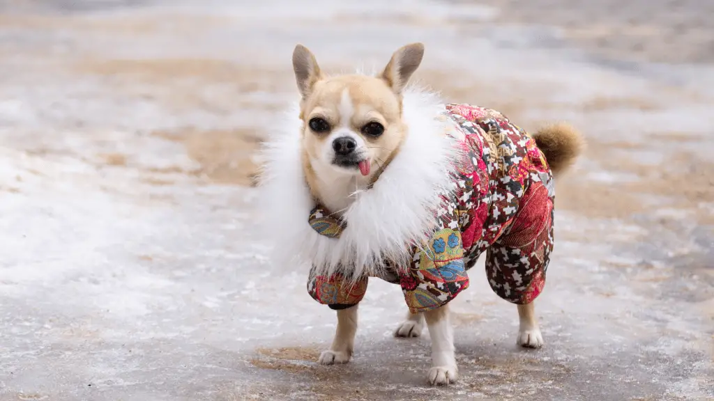 Keeping Your Chihuahua Warm