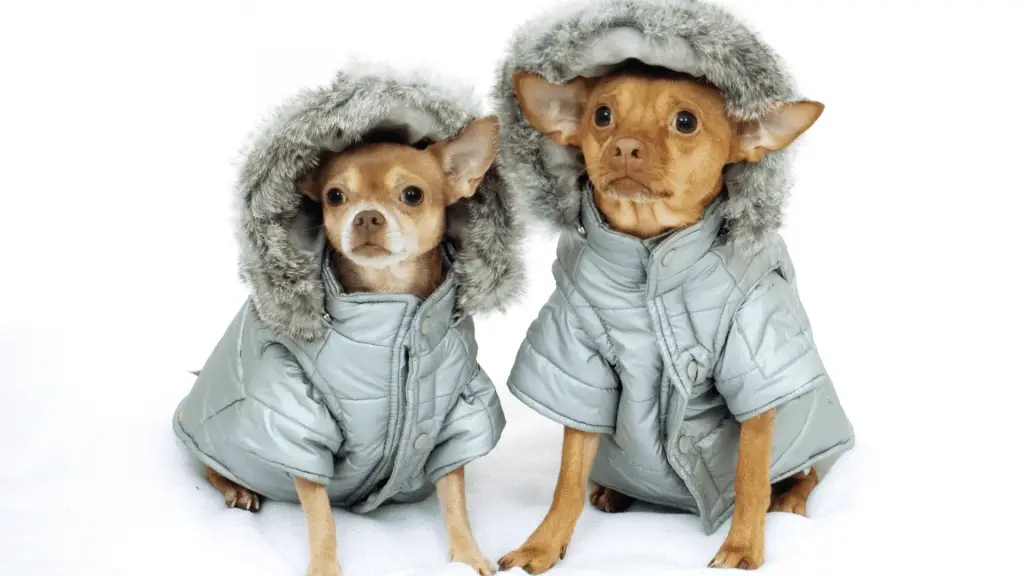 Signs Your Chihuahua is Cold