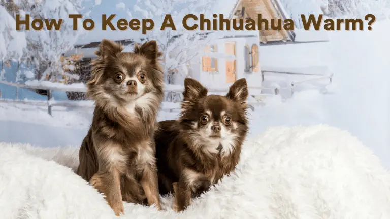 How to Keep a Chihuahua Warm During Winter?