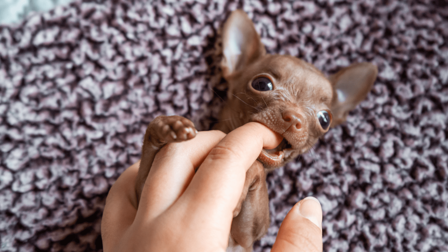 How to Stop a Chihuahua from Biting [Training Tips] AtractivoPets