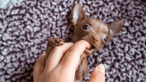 chihuahua biting fingers