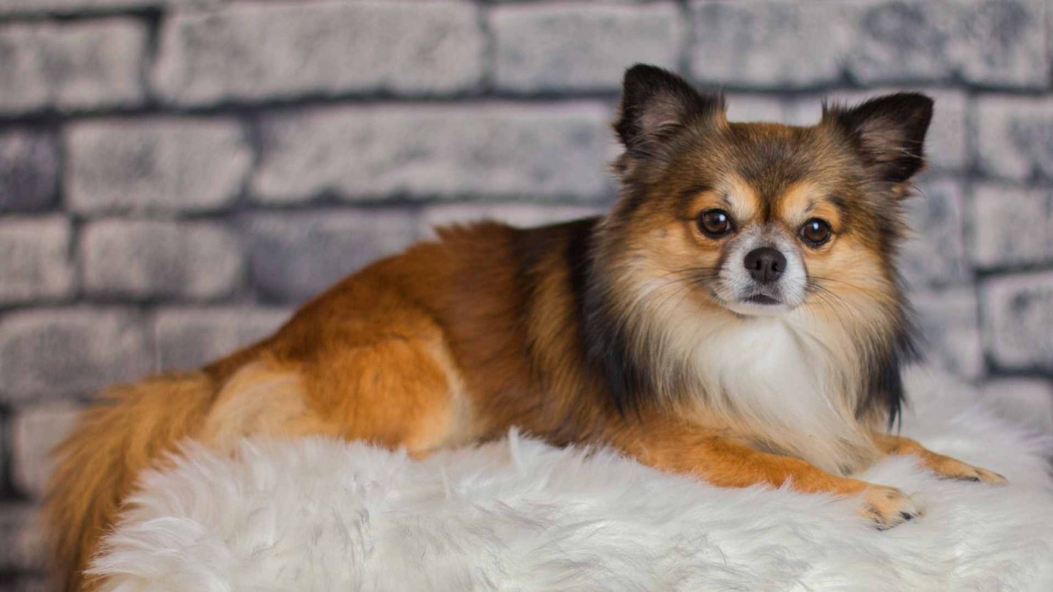 How to Tell If Your Chihuahua Is Pregnant What to Expect! AtractivoPets