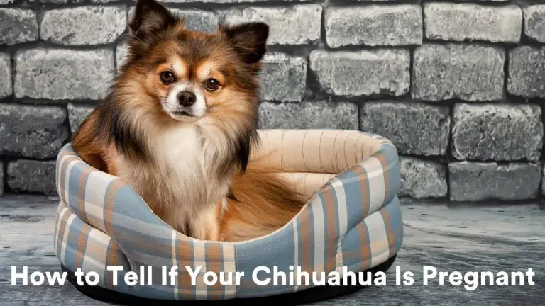 How to Tell If Your Chihuahua Is Pregnant – What to Expect!