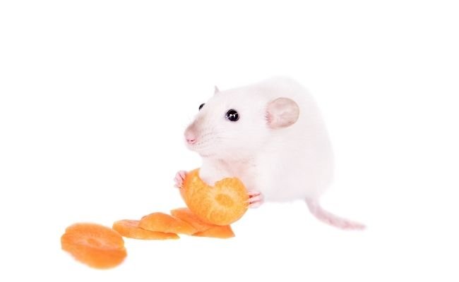 Health Benefits of Carrots For Hamsters