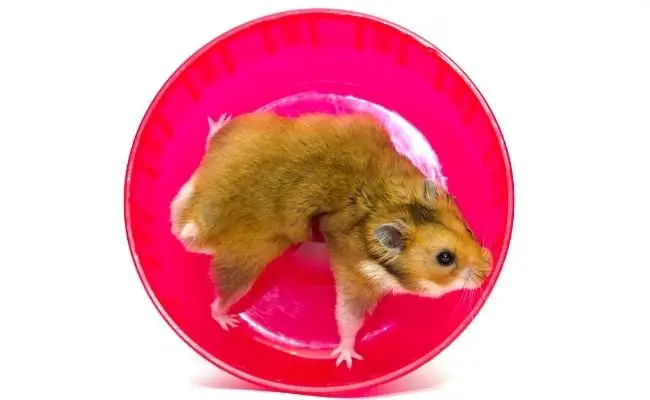 Is wheel good for hamsters