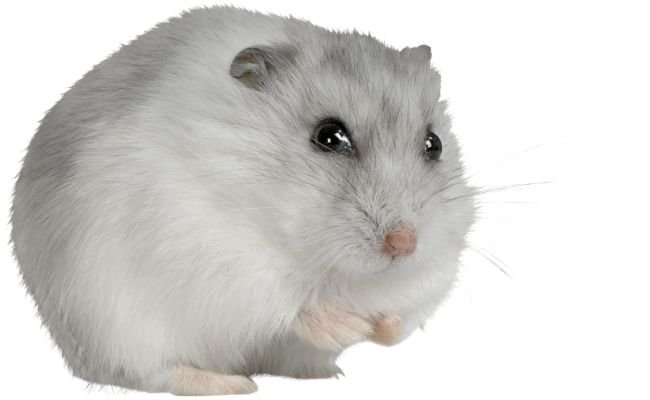 How To Keep Hamster Eyes Healthy