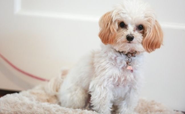 Maltipoo