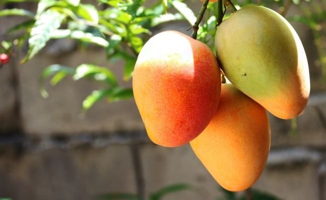 Mango Health Risks