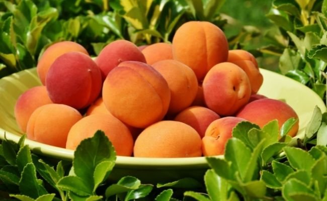 Nutrition In Apricots