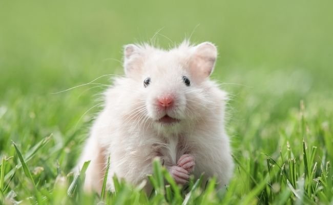 18 Reasons Not To Get A Hamster