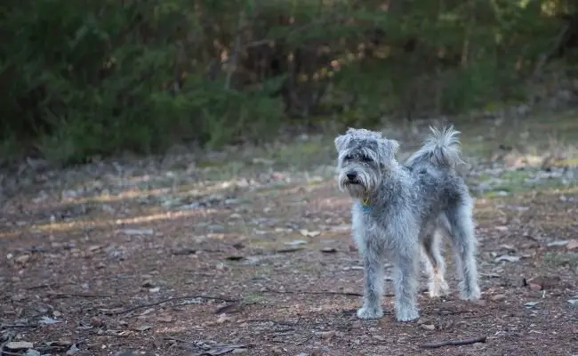 Schnoodle