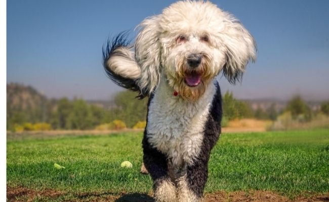 Sheepadoodle