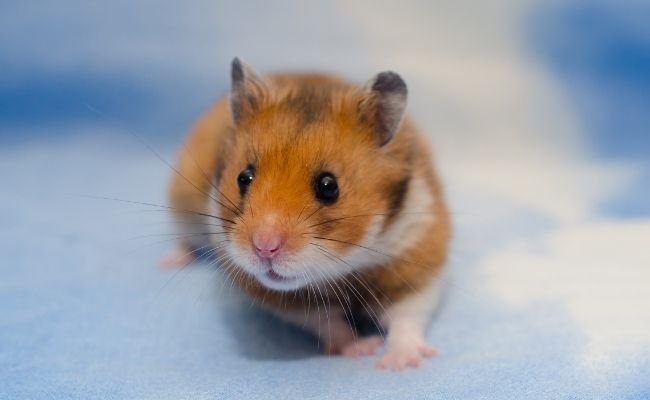 Syrian hamster