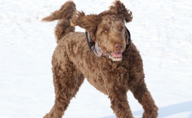 The 12 Most Popular Poodle Mixes
