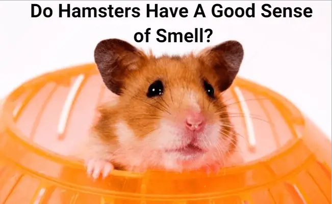 Do Hamsters Have A Good Sense of Smell?
