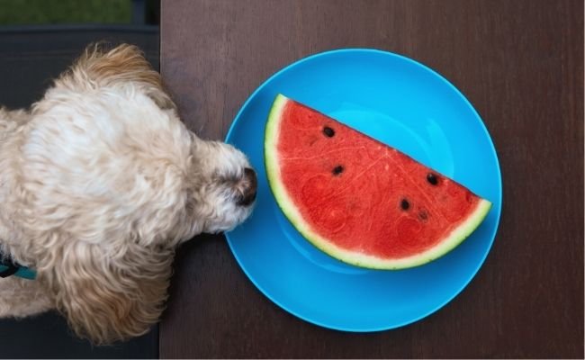 Can Poodles Eat Watermelon? DO’s and DONT’s
