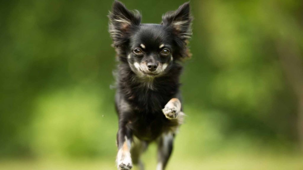 chihuahua running