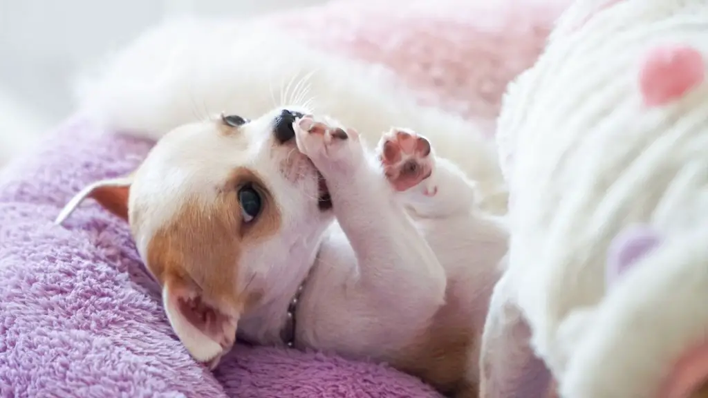 chihuahua as sacrificial dogs