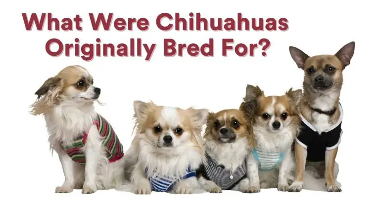 What Were Chihuahuas Originally Bred For?