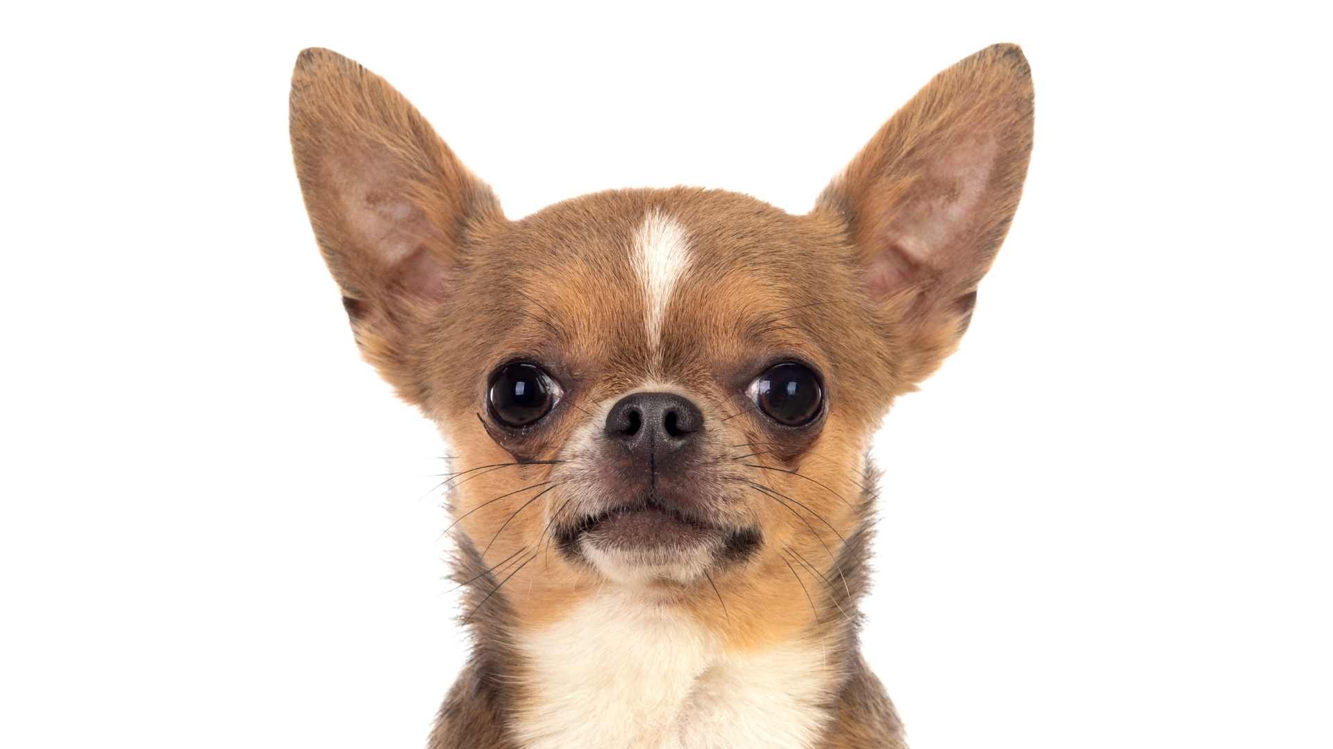 When Do Chihuahuas Ears Stand Up? [Or Why Not!] AtractivoPets