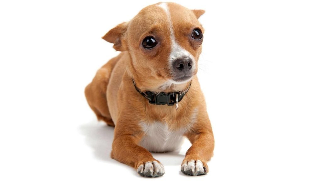 chihuahua with floppy ears