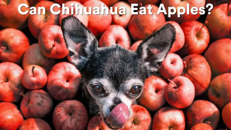 can chihuahuas eat apple?
