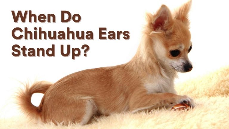 When Do Chihuahuas Ears Stand Up