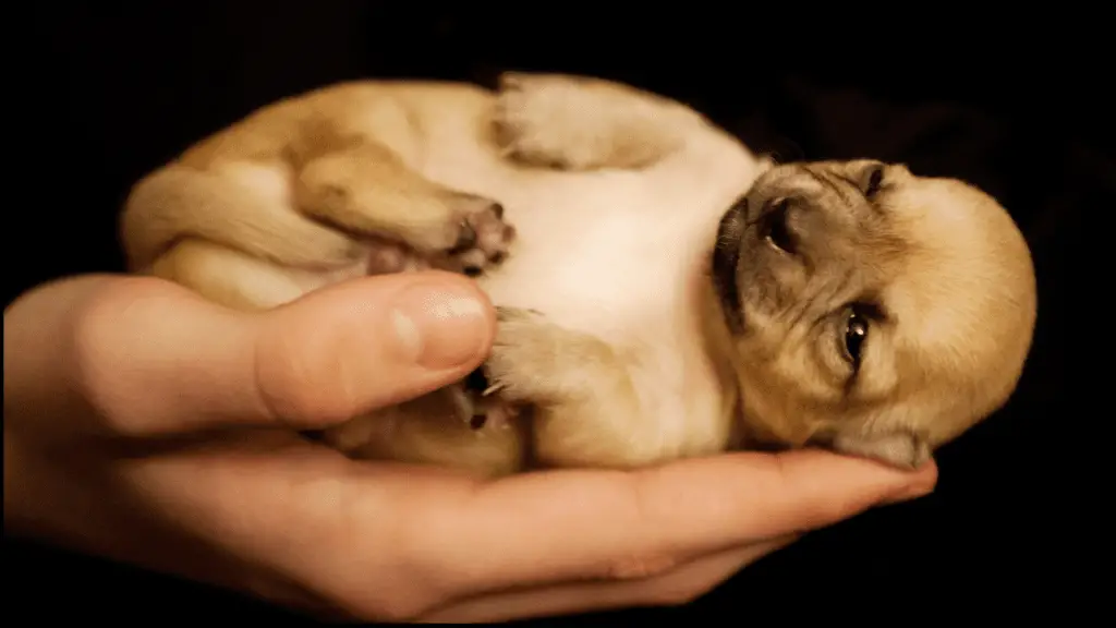 chihuahua pup