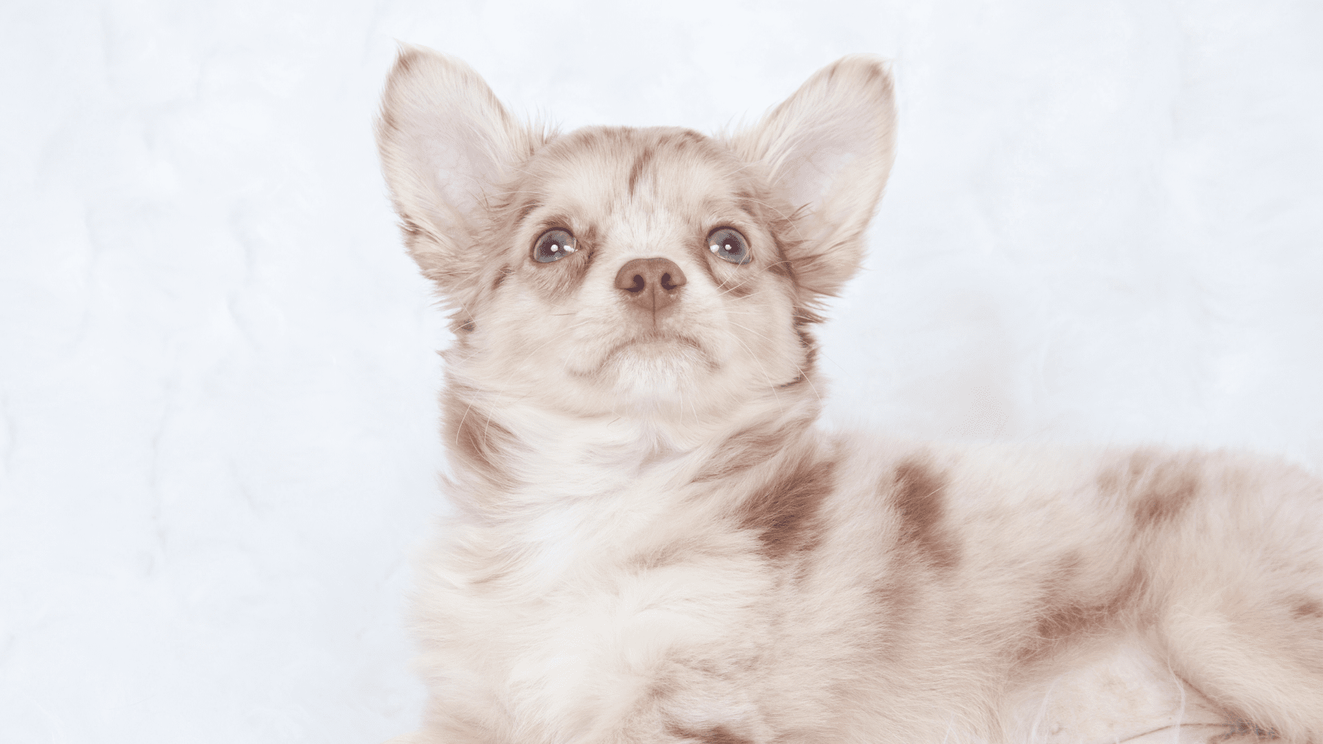 When Do Chihuahuas Stop Growing? Everything You Need To Know AtractivoPets