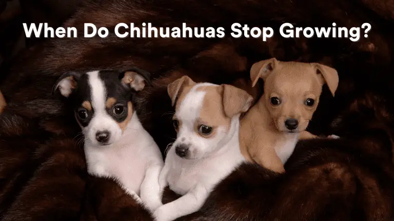 When Do Chihuahuas Stop Growing?
