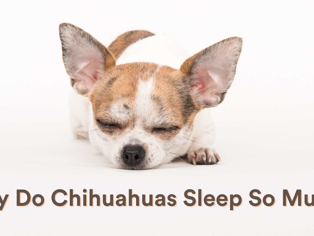 Why Do Chihuahuas Sleep So Much