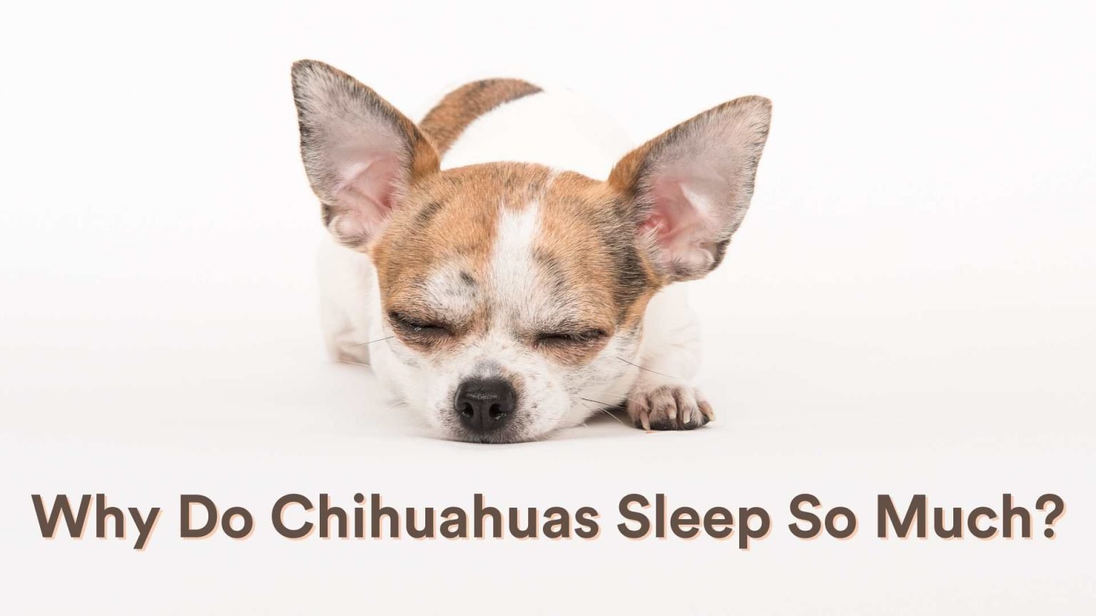 Why Do Chihuahuas Sleep So Much? A Look to their Sleeping Nature
