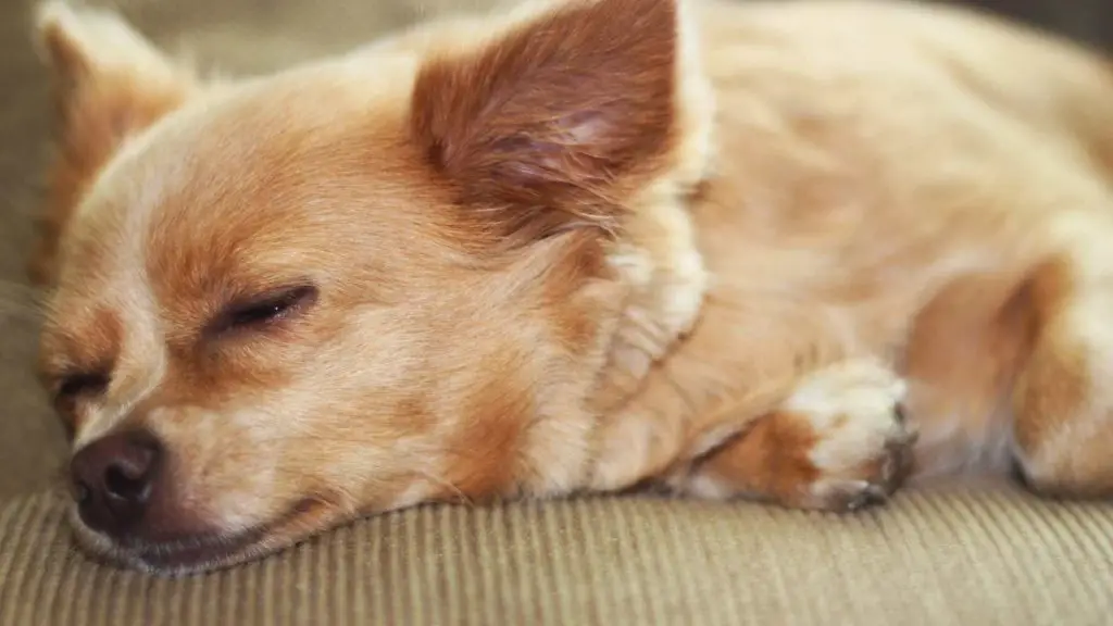 chihuahua sleeping