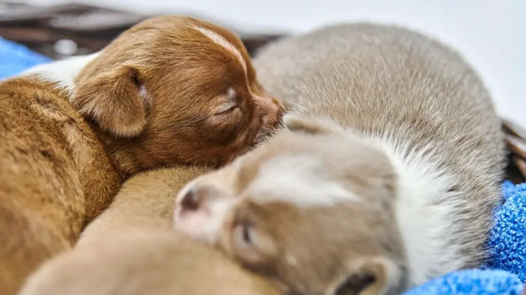 chihuahua pups sleeping