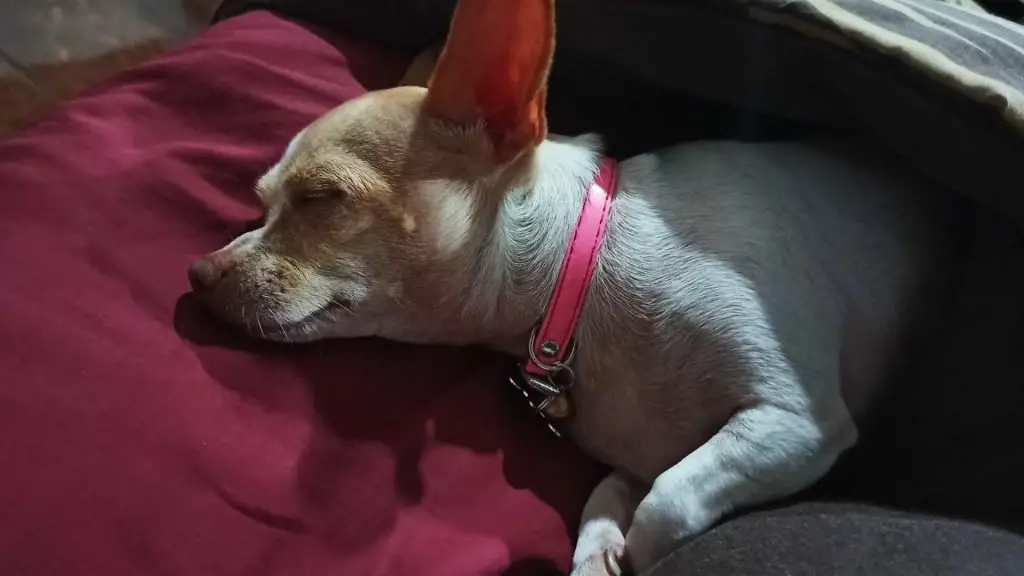 chihuahua burrowing under the blanket