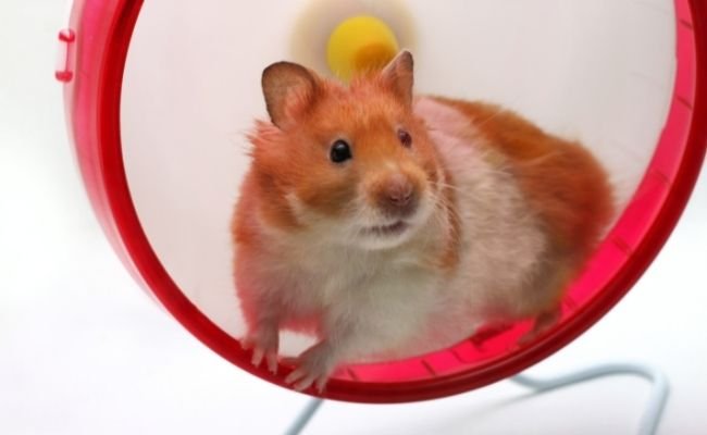 Why Hamsters Like Wheels