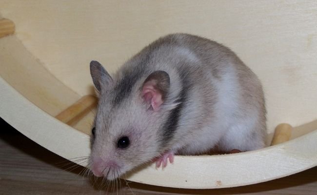 Why Hamsters Like Wheel So Much