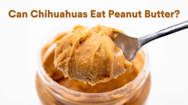 can chihuahuas eat peanut butter